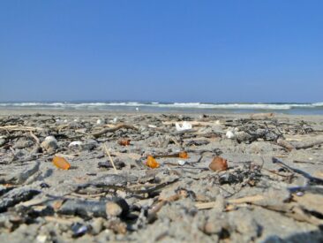 Auf Schatzsuche: Rügen im Bernsteinfieber!
