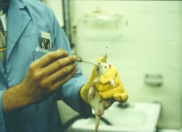 Giftigkeitstests an Ratten: Verabreichung per Schlundsonde als Todesursache