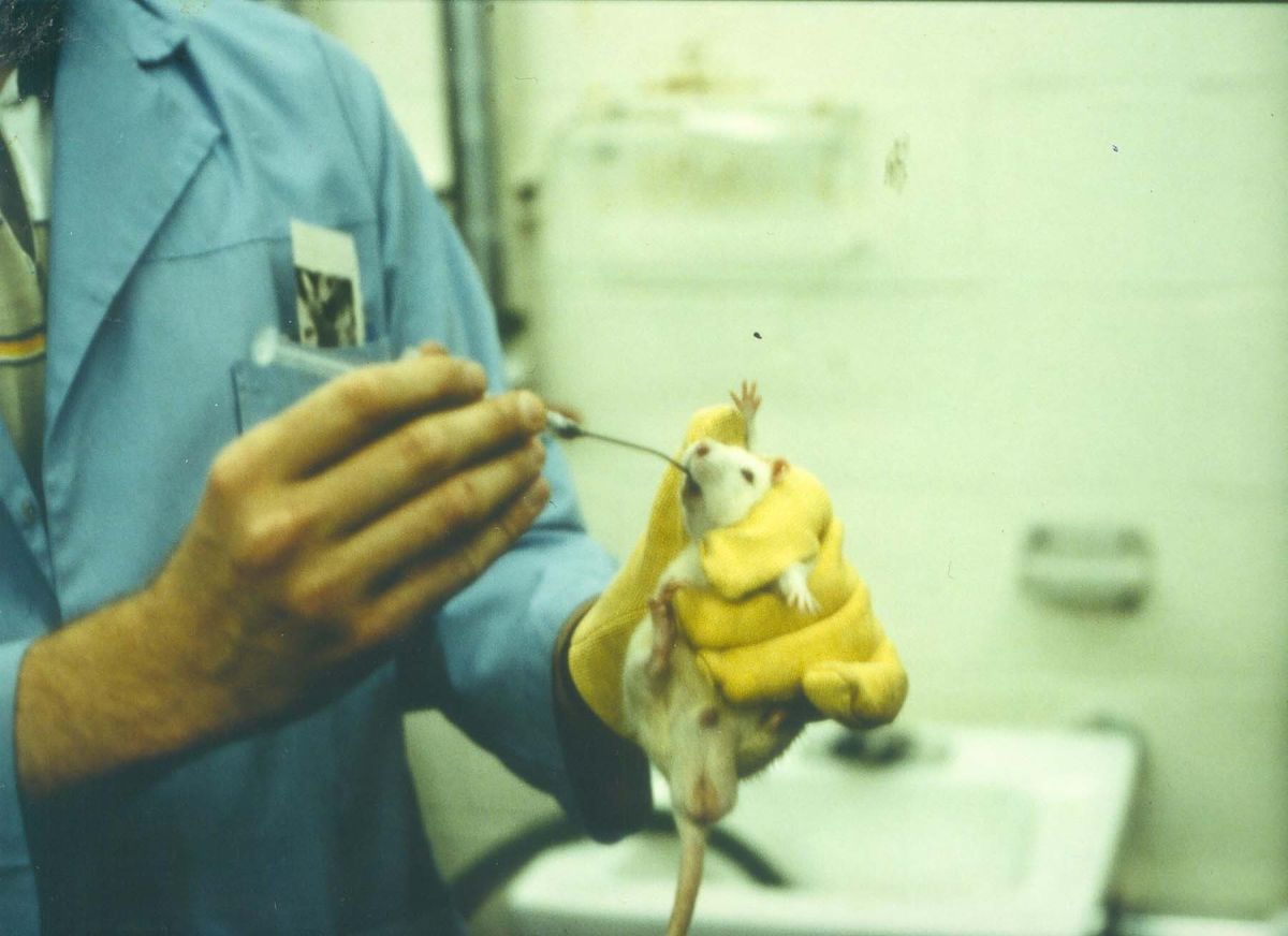 Giftigkeitstests an Ratten: Verabreichung per Schlundsonde als Todesursache