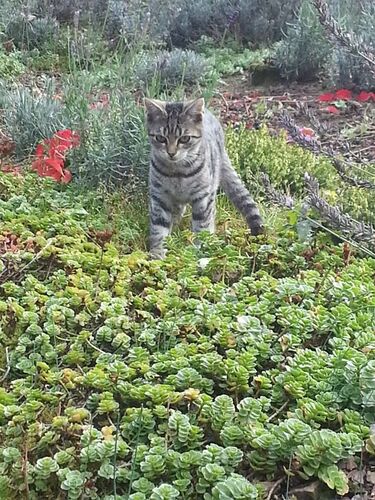 Katzen können sich mit dem Vogelgrippe-Erreger infizieren