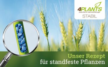 Neues Produkt erhöht die Standfestigkeit von Pflanzen – 4Plants Stabil