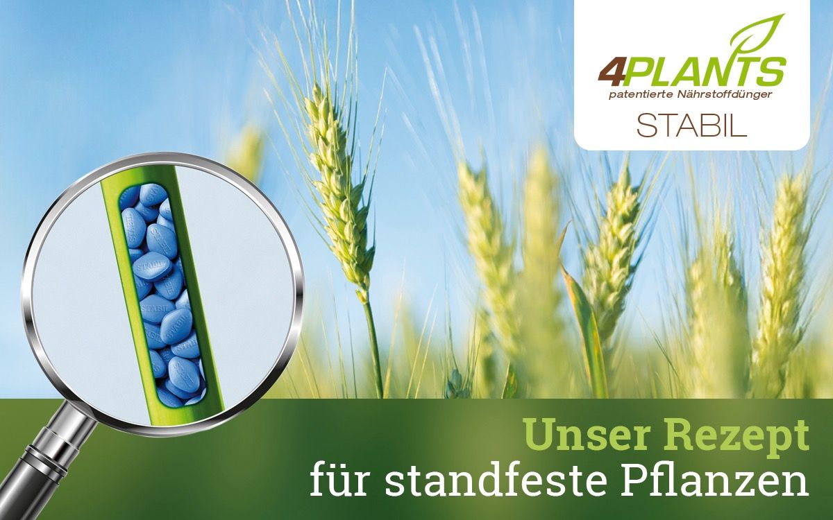 Neues Produkt erhöht die Standfestigkeit von Pflanzen – 4Plants Stabil