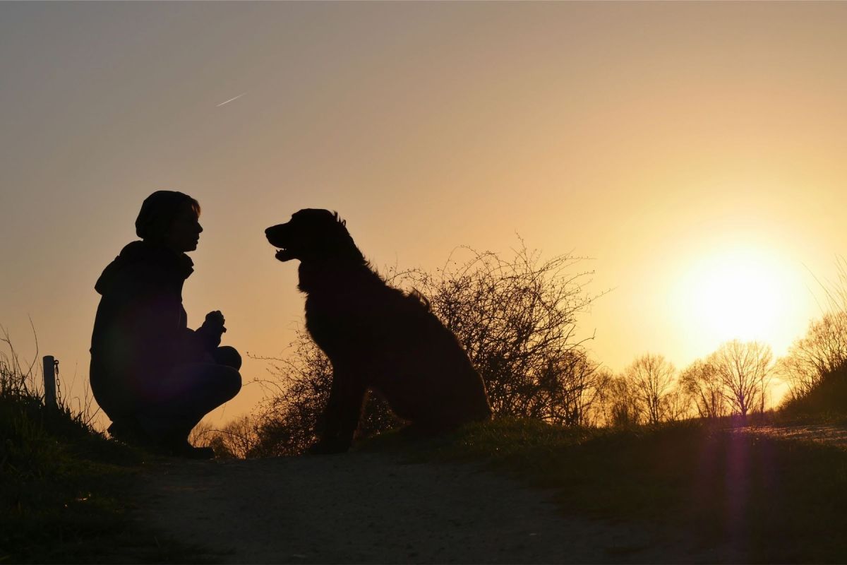 Tierheimsponsoring als Ausdruck der Mensch-Tier-Beziehung
