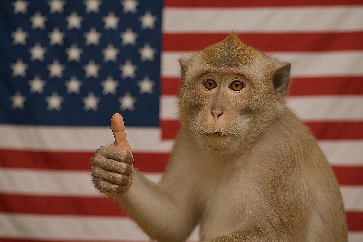 US-Gesundheitsbehörde beendet Affenversuche