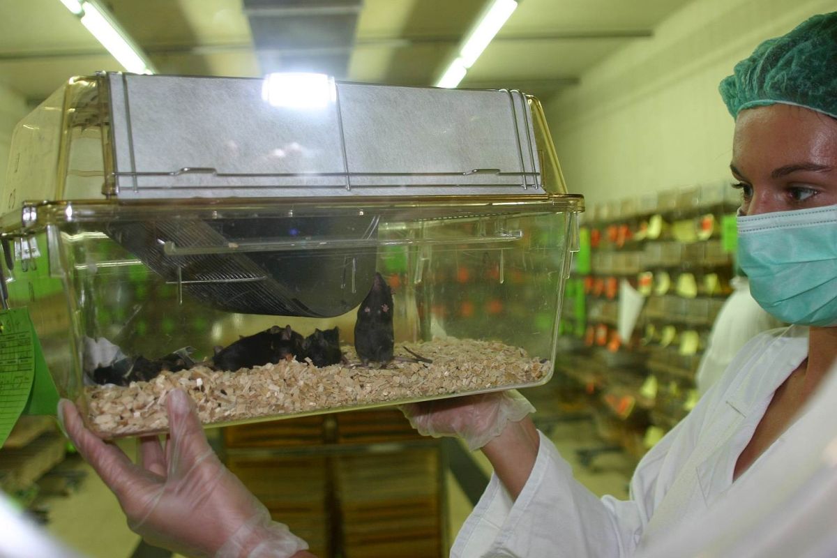 Warum die akademische Forschung an Tierversuchen festhält