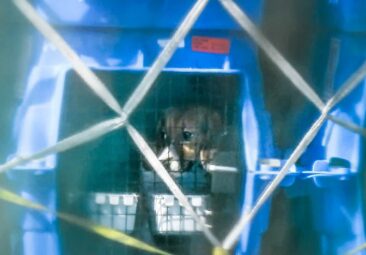 Beaglehunde aus den USA für Tierversuche in Deutschland