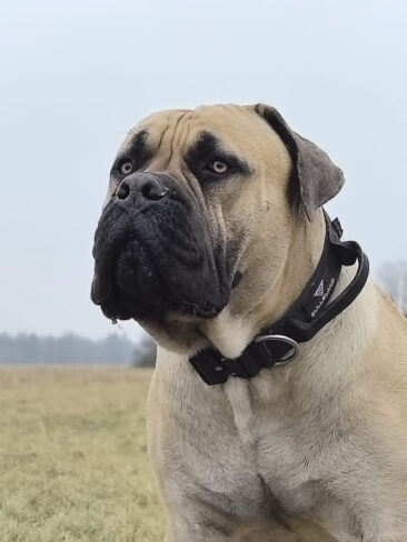 Bilanz unserer Boerboels-Zucht 2025 – und Ausblick von Chris Rehak & Team für 2026