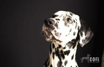 COF Spots Dalmatiner – Vielfalt, Gesundheit und Mut zur Innovation in der modernen Dalmatinerzucht