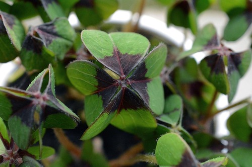 Impulse zum Jahreswechsel – mit Ayurveda