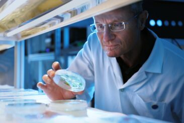 Münchner Pflanzenforscher machen Photosynthese fit für den Klimawandel