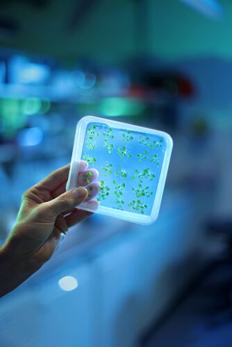 Münchner Pflanzenforscher machen Photosynthese fit für Klimawandel