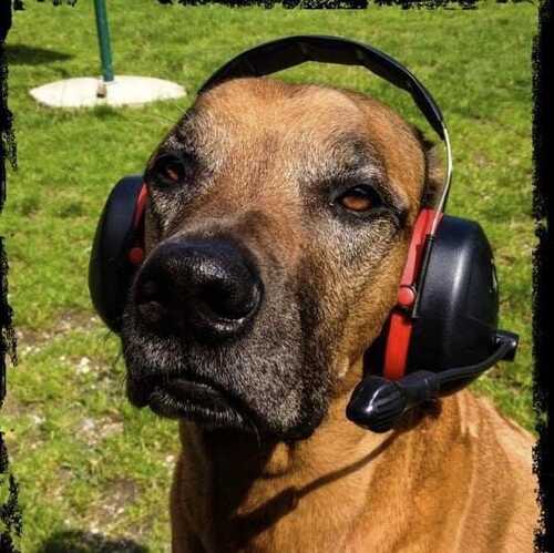Silvester ist Höllenzeit für unsere Tiere