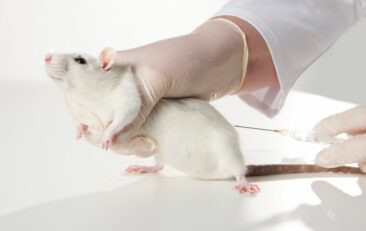 Tierversuchszahlen 2024 veröffentlicht: über 3 Millionen Tiere in Tierversuchen verwendet