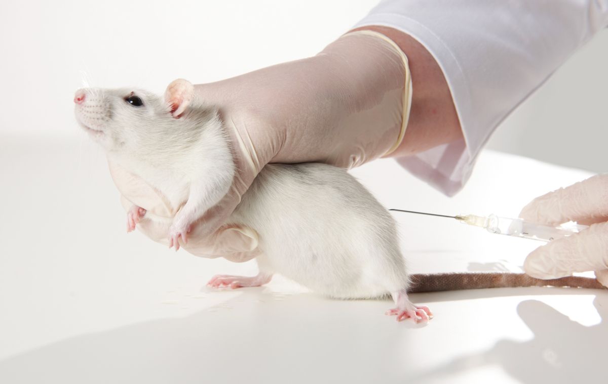 Tierversuchszahlen 2024 veröffentlicht: über 3 Millionen Tiere in Tierversuchen verwendet