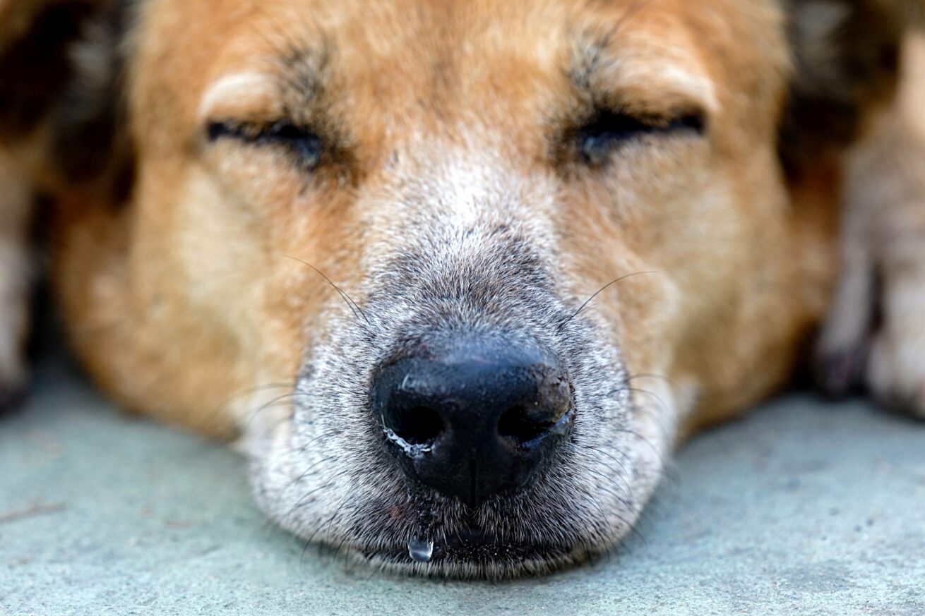 Winterzeit ist Erkältungszeit – auch für Hunde
