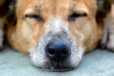 Winterzeit ist Erkältungszeit – auch für Hunde