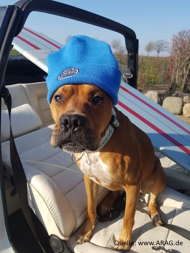ARAG mit tierischen Gerichtsurteilen
