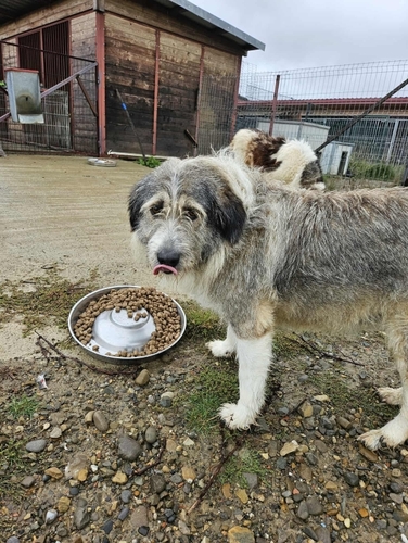 Generationswechsel bei Tierheim Tierfutter