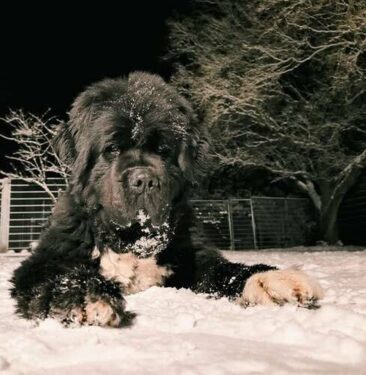 Haustiere bei Eiseskälte und Schnee schützen
