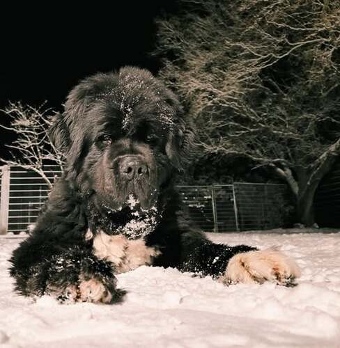 Haustiere bei Eiseskälte und Schnee schützen