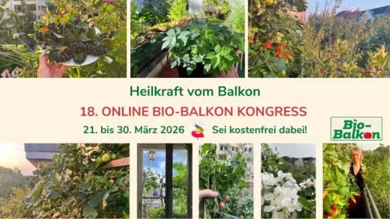 Heilkraft vom Balkon