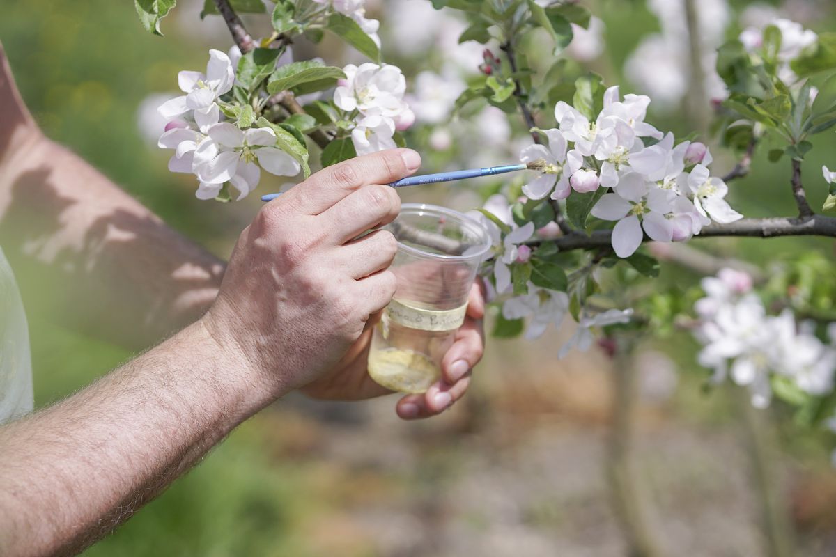 Mehr Lust am Gärtnern durch bessere Pflanzen – wie Lubera Züchtung, Produktion und Wissen verbindet
