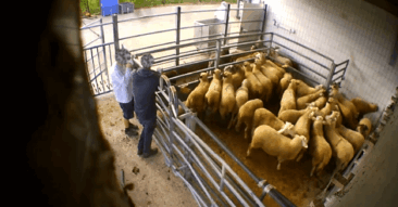 Schlachthof Elsfleth bleibt geschlossen: Veterinäramt zeigt ANINOVA-Vorstand an – Verfahren eingestellt