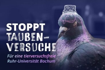 Tauben leiden an der Ruhr-Universität Bochum in qualvollen und sinnlosen Tierversuchen
