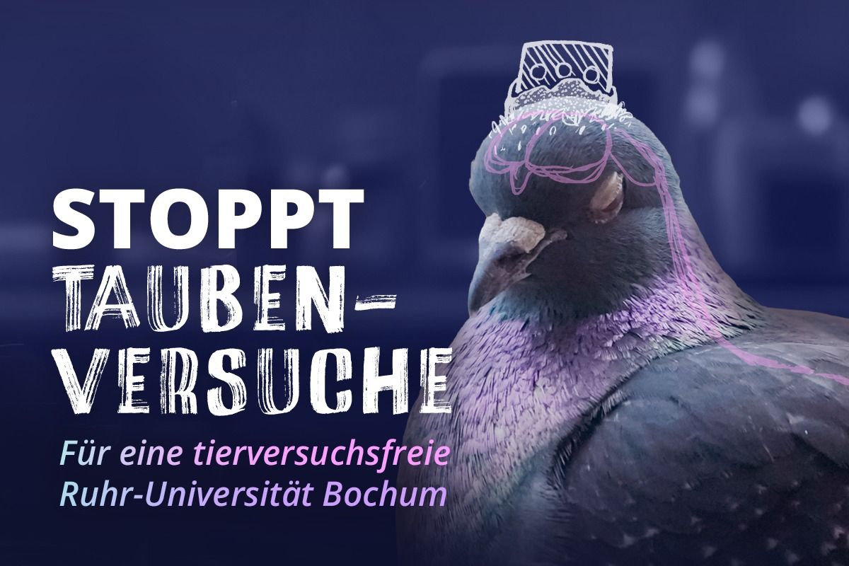 Tauben leiden an der Ruhr-Universität Bochum in qualvollen und sinnlosen Tierversuchen