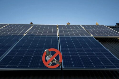 Taubenabwehr für die Photovoltaik: der Experten Ratgeber
