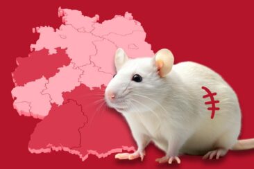Tierversuche: Aktuelle Negativ-Rangliste der Bundesländer