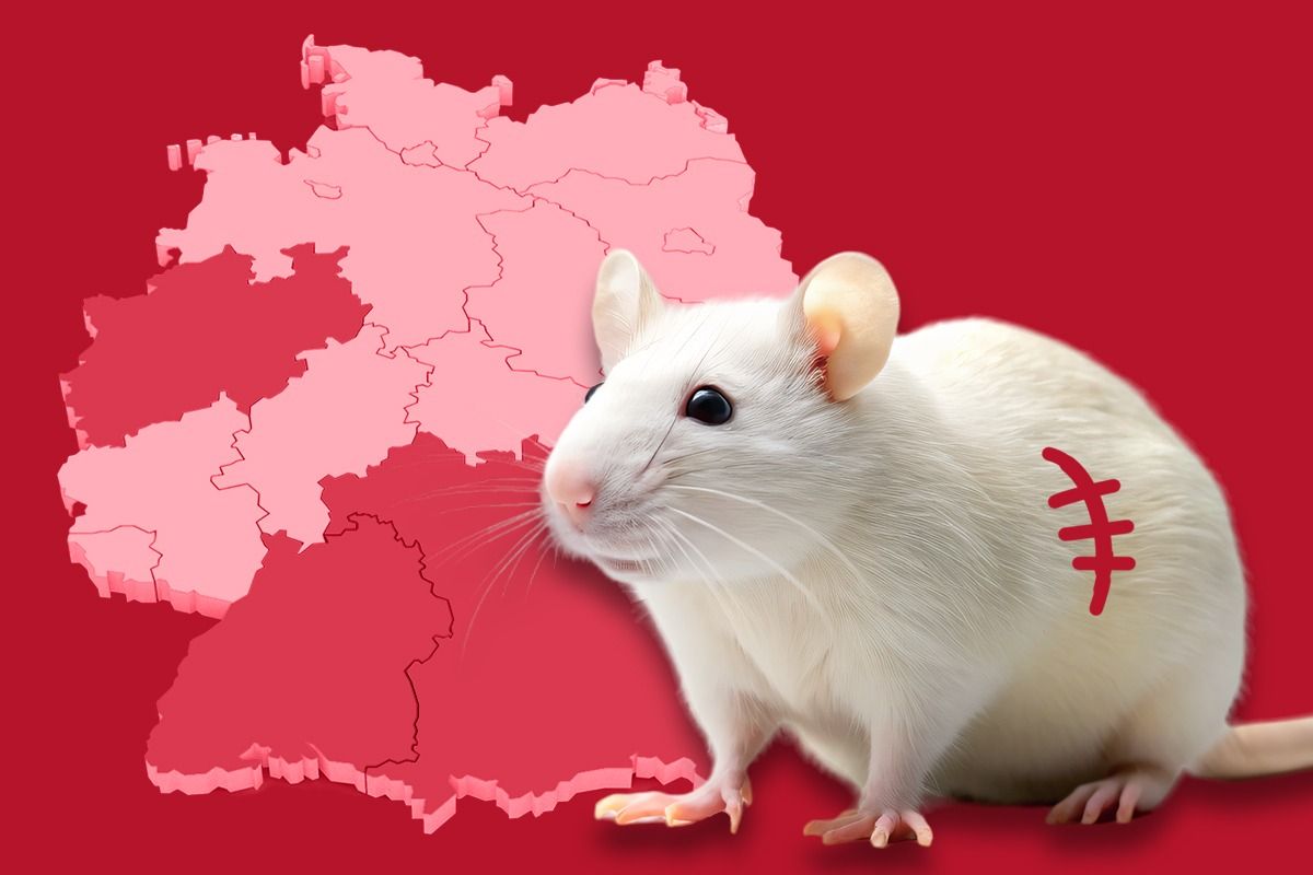 Tierversuche: Aktuelle Negativ-Rangliste der Bundesländer