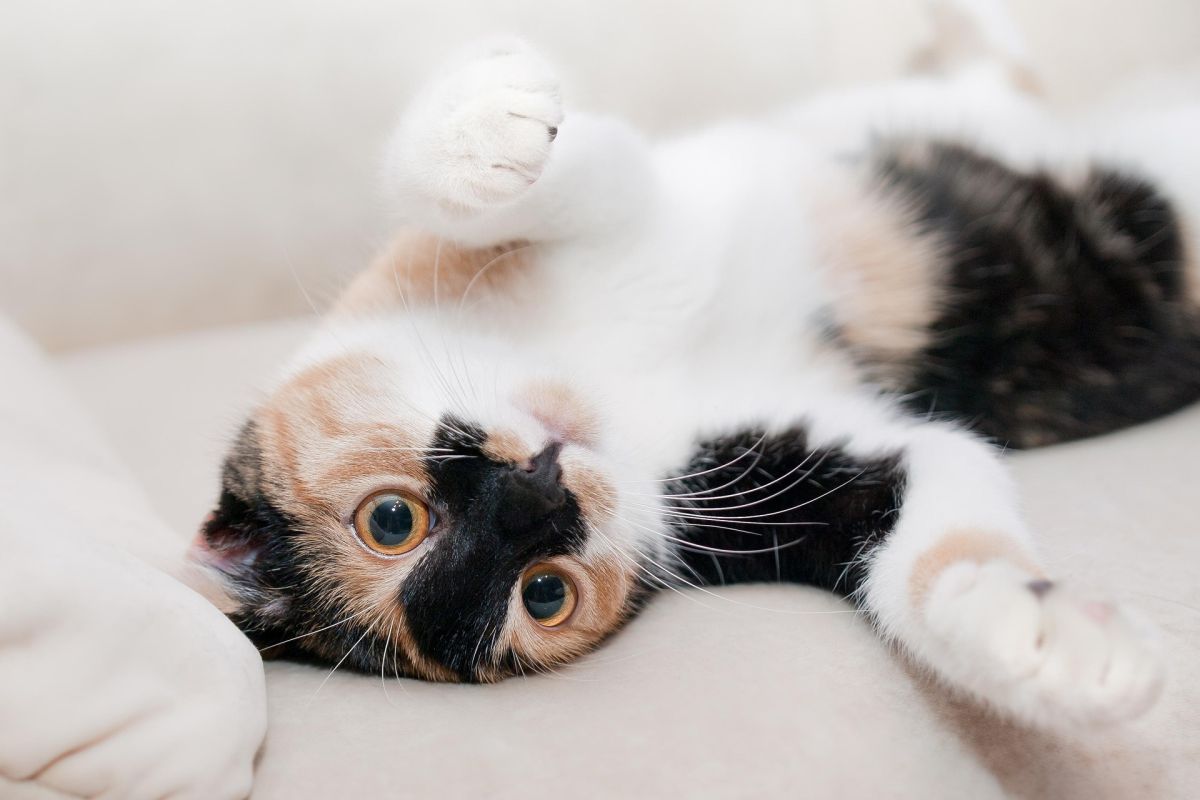 Unterschätzte Gefahr für Menschen: Würmer bei Katzen