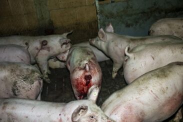 Amtsgericht Rheine verurteilt Schweinemäster aus Emsdetten zu 9.000 Euro trotz Tierwohlstall