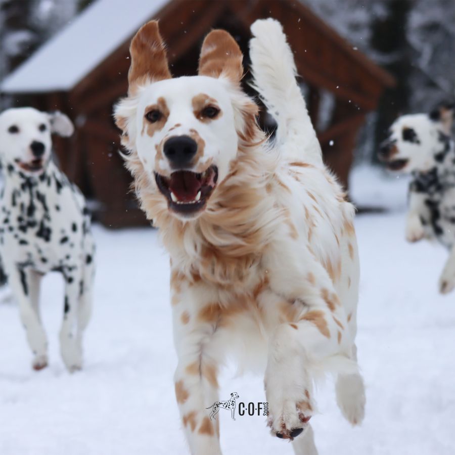 COF Spots – Dalmatinerzucht mit Verantwortung, Vielfalt und Weitblick