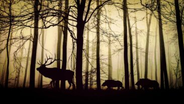 Jagdscheren von Original LÖWE: kontrolliertes Aufbrechen, splitterarmes Zerwirken, präzise Schnittführung