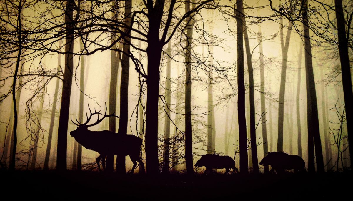 Jagdscheren von Original LÖWE: kontrolliertes Aufbrechen, splitterarmes Zerwirken, präzise Schnittführung
