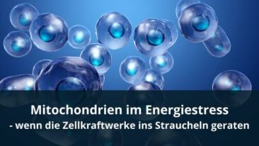 Mitochondrien im Energiestress – wenn die Zellkraftwerke ins Straucheln geraten