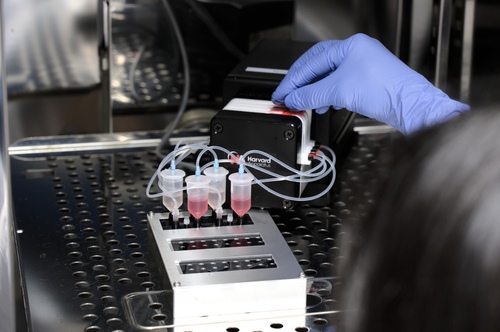 Sauerstoff erstmals in Organ-on-Chip-Modellen messbar