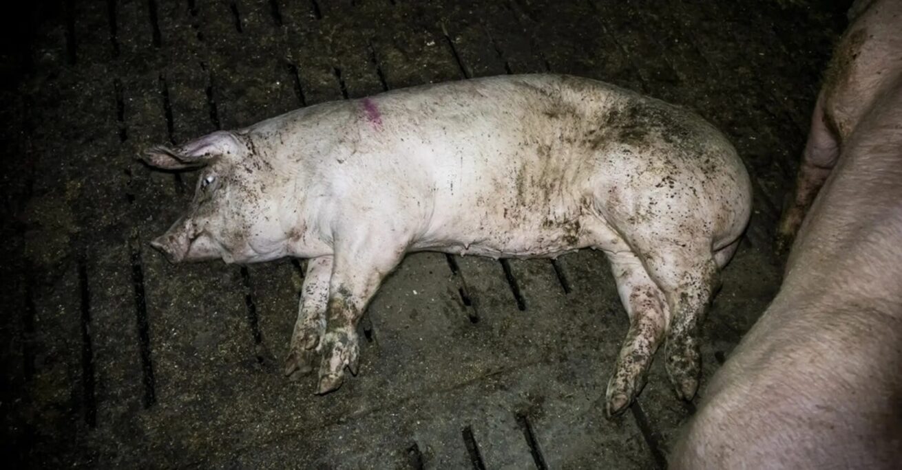 Schweinemäster aus dem Kreis Steinfurt vor Gericht – Hauptverhandlung wegen Tierschutzverstößen