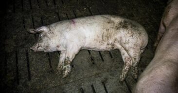 Schweinemäster aus dem Kreis Steinfurt vor Gericht – Hauptverhandlung wegen Tierschutzverstößen