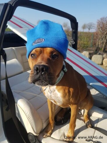 Tierhalter vor Gericht: drei ungewöhnliche Fälle