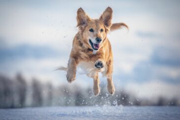 Tipps für den Hund im Winter – Lebenslust bei Schnee und Eis