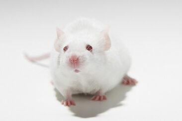 Über 99 Prozent aller Tierversuche in Deutschland werden genehmigt