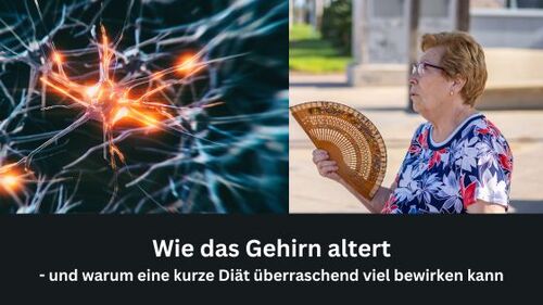 Wie das Gehirn altert – und warum eine kurze Diät überraschend viel bewirken kann