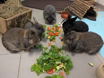 Osterhase funkt SOS