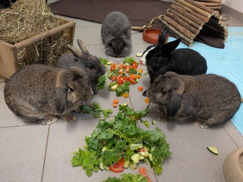 Osterhase funkt SOS