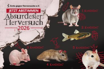 „Absurdester Tierversuch 2026“: Leiden für fragwürdige Forschung