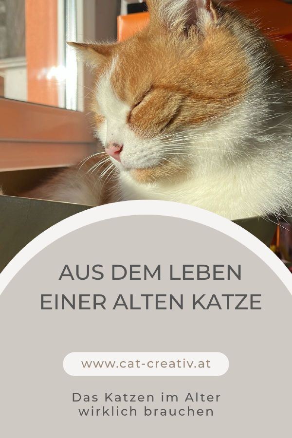 Leben mit alten Katzen – neuer Blog begleitet Katzenhalter durch eine besondere Lebensphase