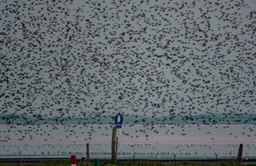 Vogelzug erleben: Norderney baut Angebote aus